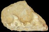 Fossil Mosasaur (Halisaurus) Jaw Section - Morocco #114578-2